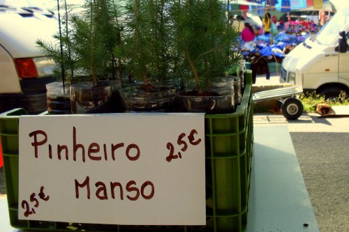 E alguém já viu um pinheiro violento?